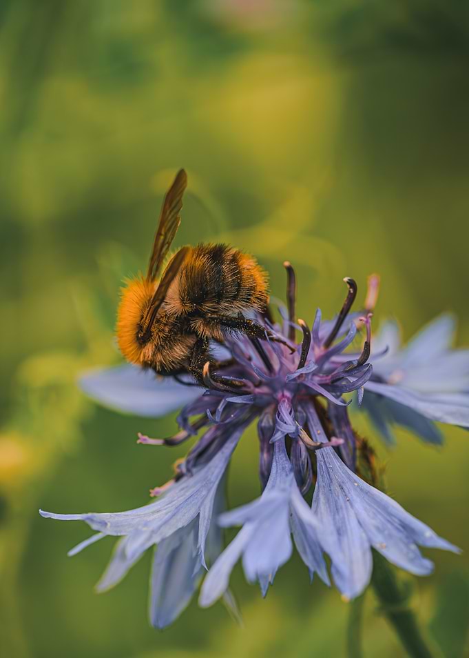 Bee on a Cornflower