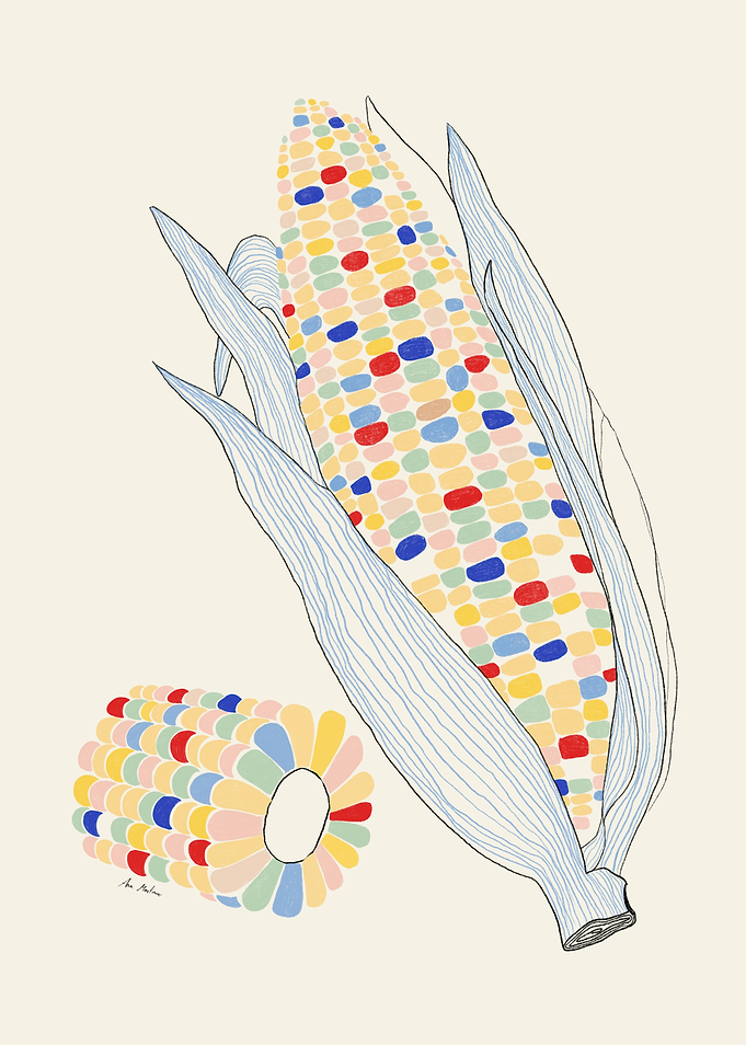 Colorful Corn Illustration