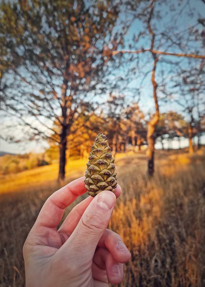 Pine Cone Held in Hand
