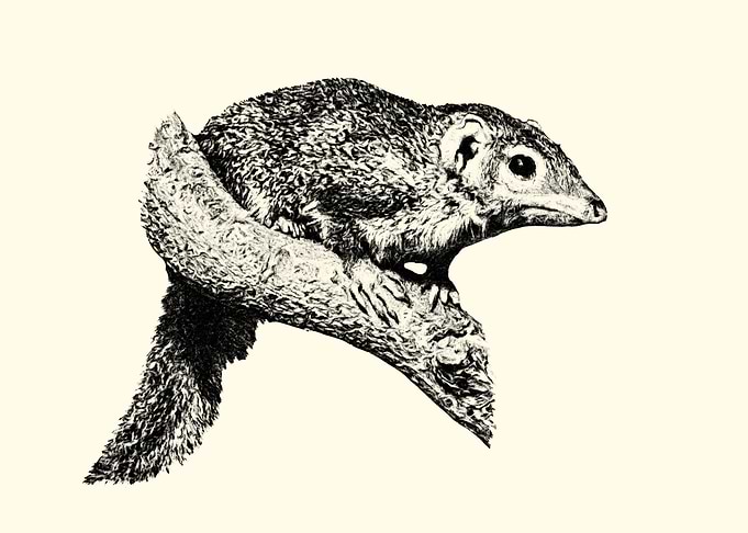 Treeshrew on Branch - Detailed Illustration