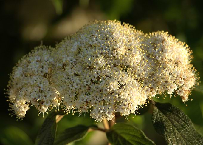 White Flower Cluster with Green Leaves