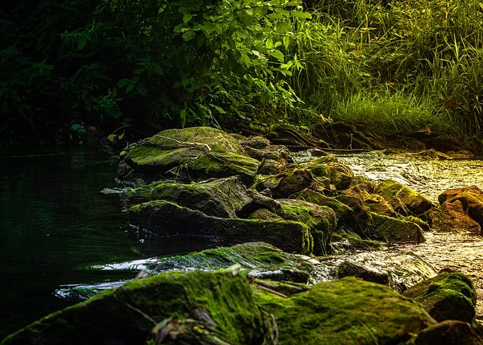 Mossy Rocks in a Forest Stream