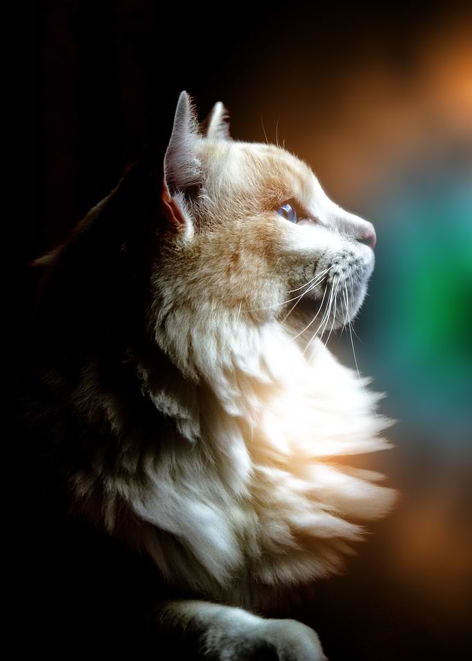 Contemplative Cat Portrait