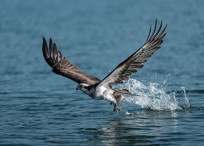 Osprey Catching Fish