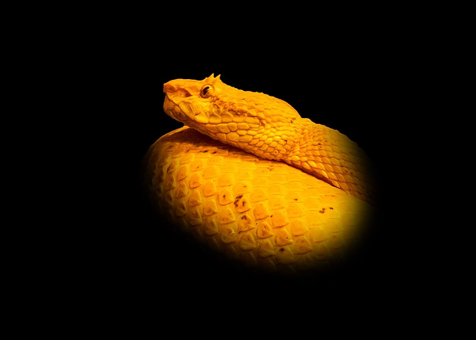 Golden Eyelash Viper on Black Background