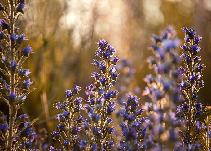 Blooming Purple Flowers in Golden Light