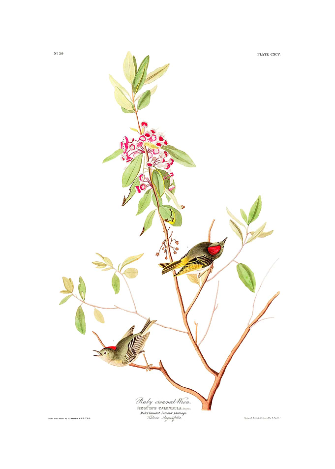 The Birds of America - Ruby crowned Wren