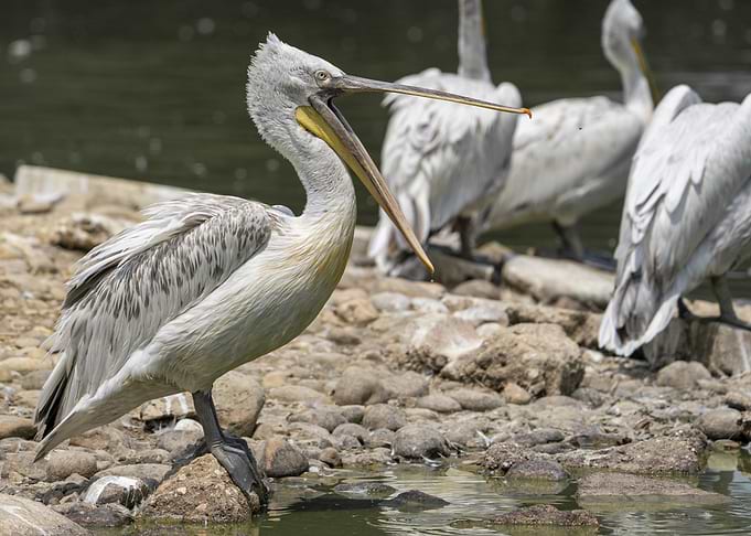 Pelicans on Rocky Shoreline