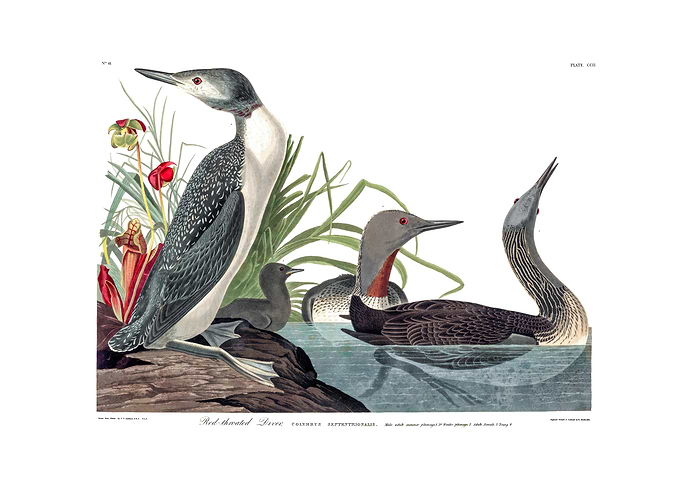 The Birds of America - Red-throated Diver