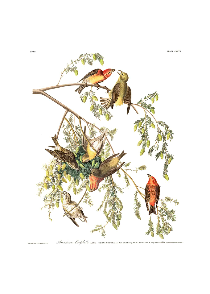 The Birds of America - American Crossbill