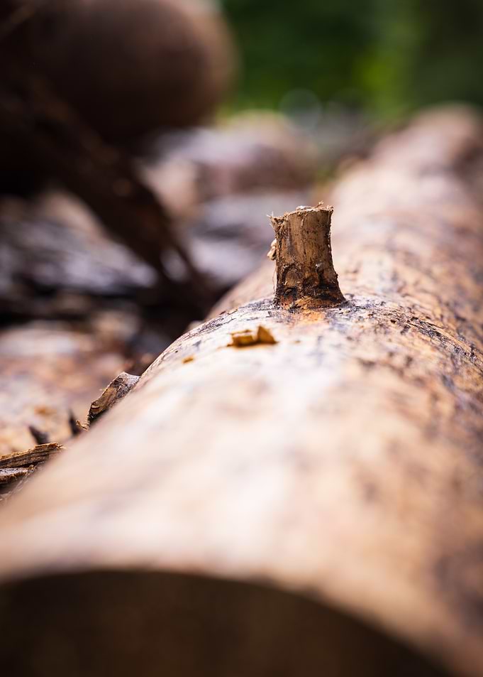 Close-up of a Log with Branch