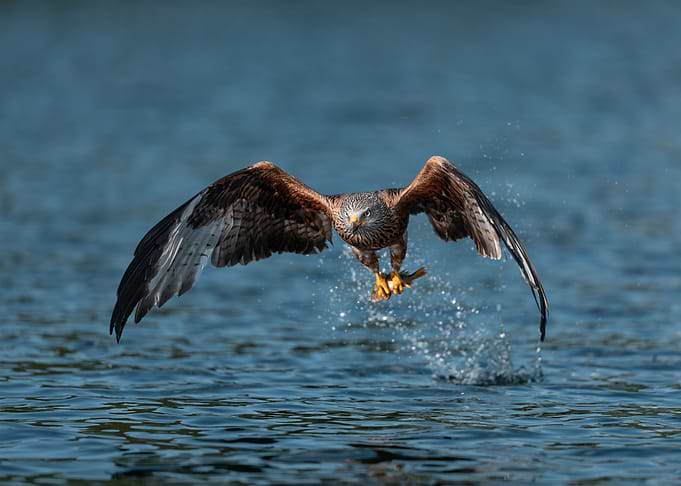 Red Kite Hunting