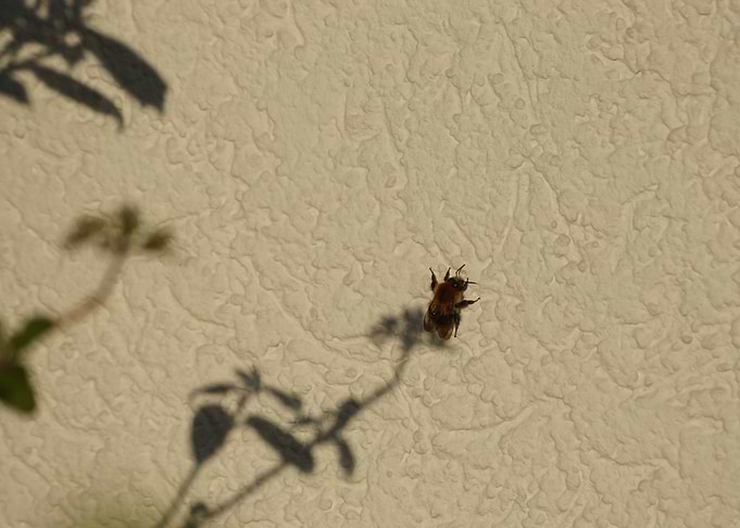 Bumblebee in a flowers shadow