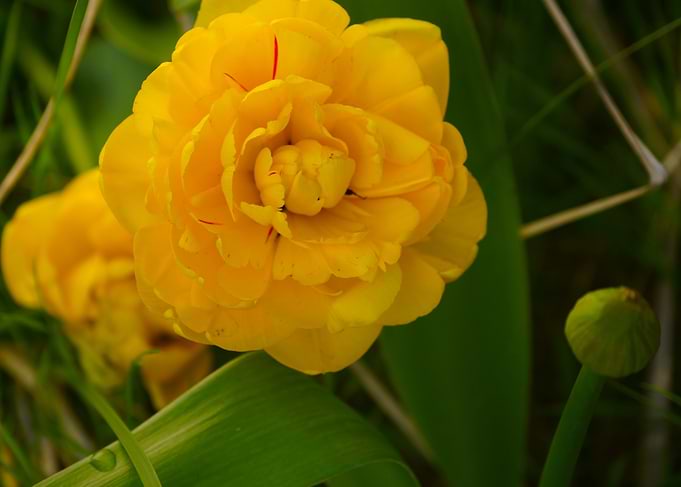 Yellow Double Tulip Close-Up