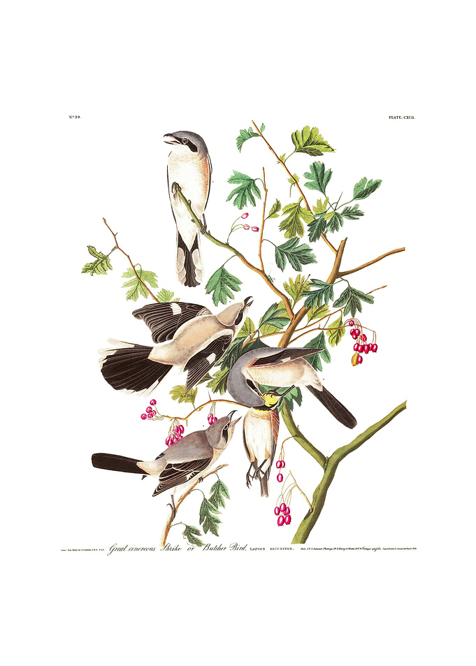 The Birds of America - Great Cinereous Shrike or Butcher Bird