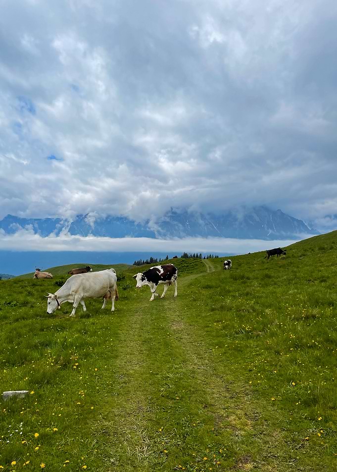 Cows Grazing in Mountain Meadow