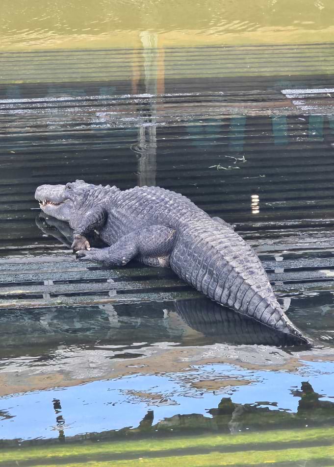 Alligator on Dock