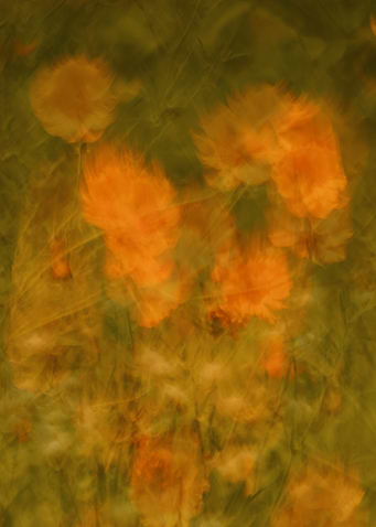 Abstract Orange Cosmos Flowers