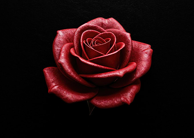 Crimson Rose on Black
