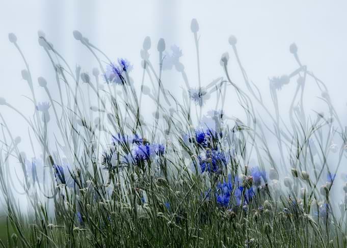 Blue Cornflowers in a Field Abstract