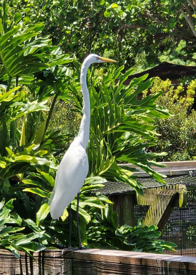 Great Egret in Lush Greenery