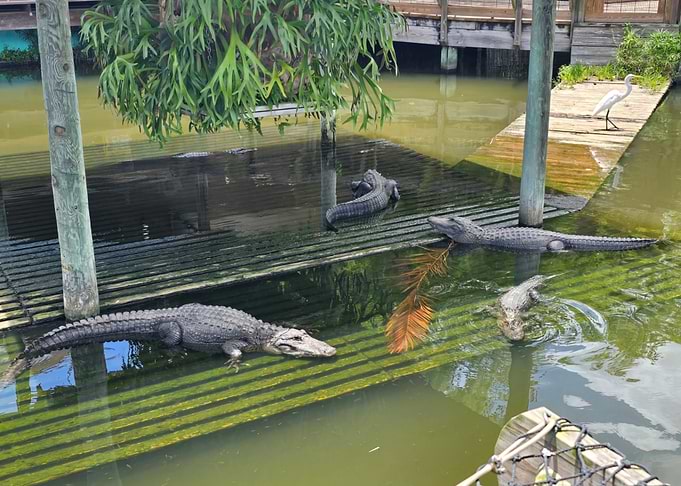 Alligators in Water with White Bird