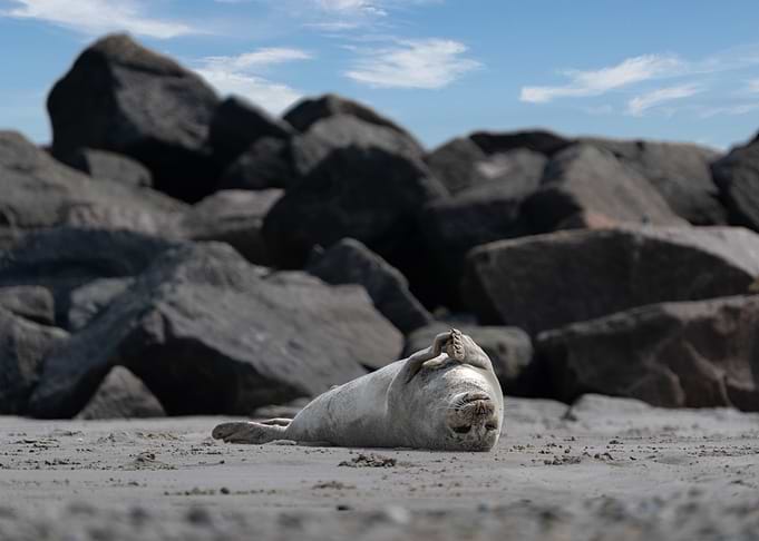 Seal Resting on Beach