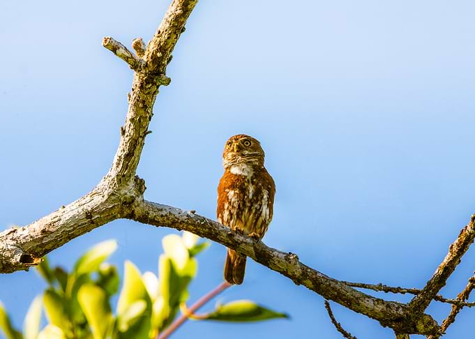 Small Owl Perched on Branch