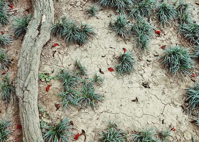 Dry ground with grass and tree