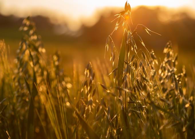 Golden Field at Sunset