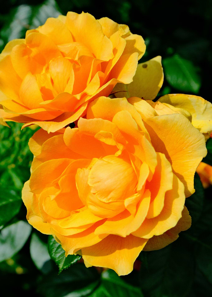 Two Yellow Roses