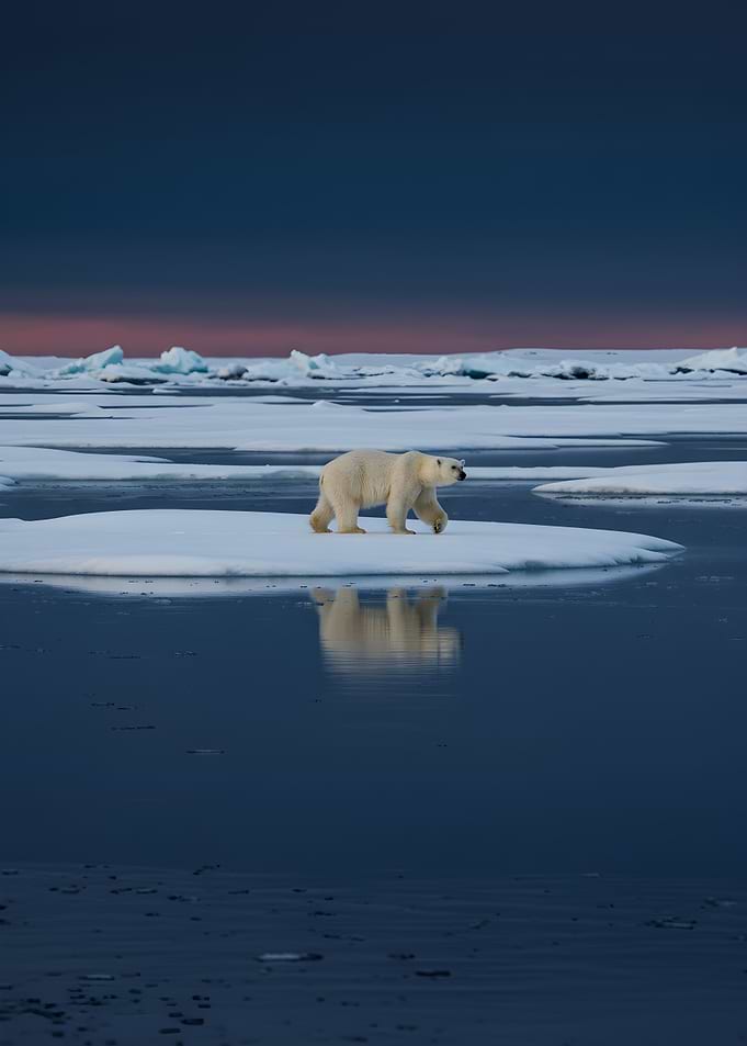 Polar Bear on Ice Floe