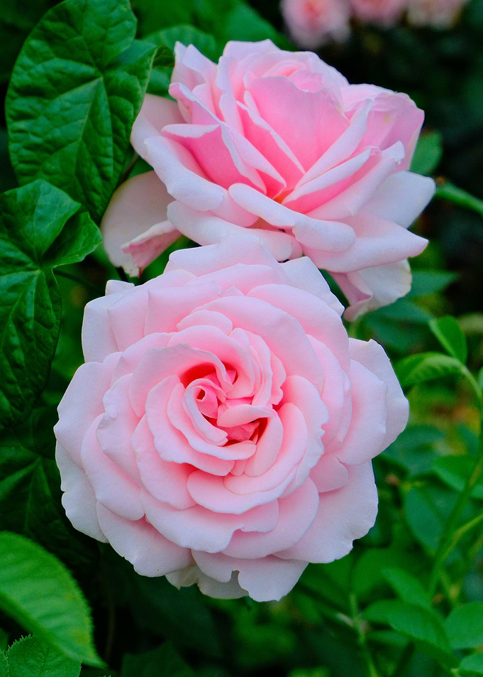 Two Pink Roses in Full Bloom