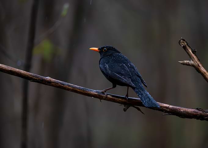 Blackbird on a Branch in Rain