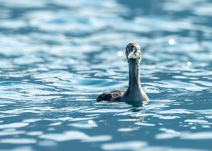 Bird swimming in blue water