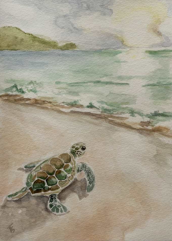 Tiny Turtle
