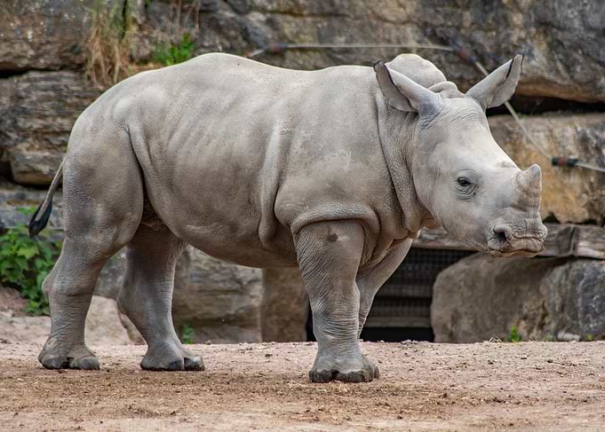 White Rhinoceros Standing in Enclosure