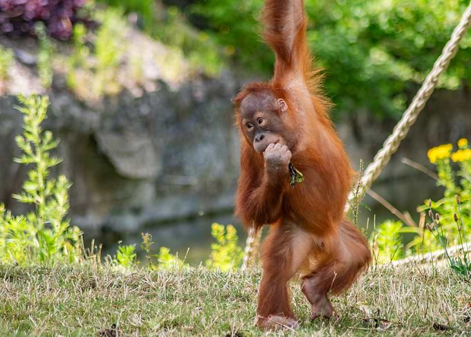 Baby Orangutan Hanging on Rope