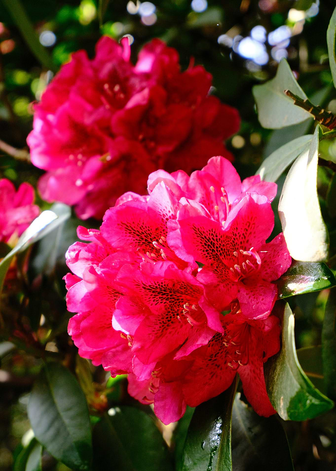 Vibrant Pink Rhododendron Blossoms