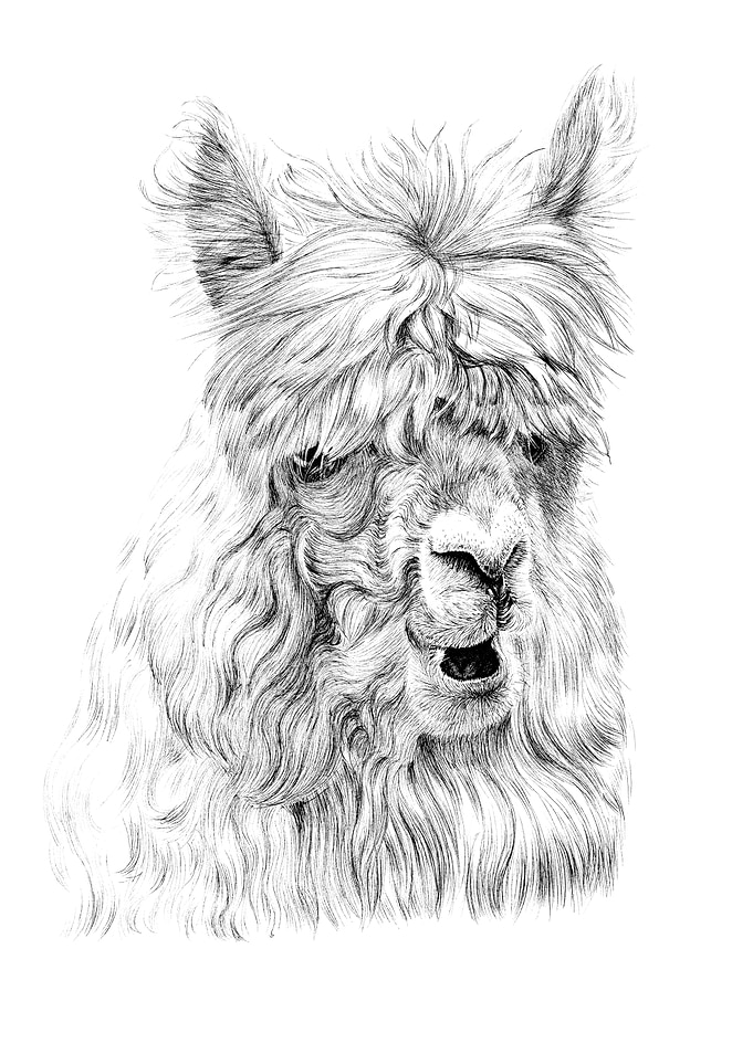 Detailed Alpaca Portrait in Black and White