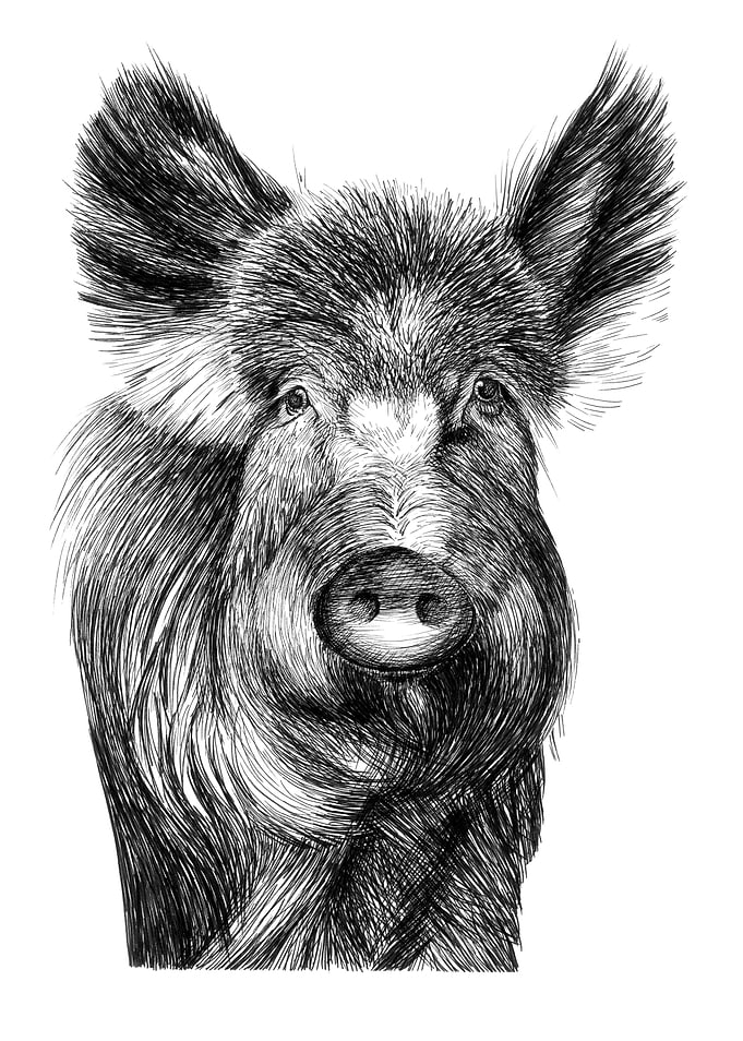 Boar Portrait - Black and White Drawing