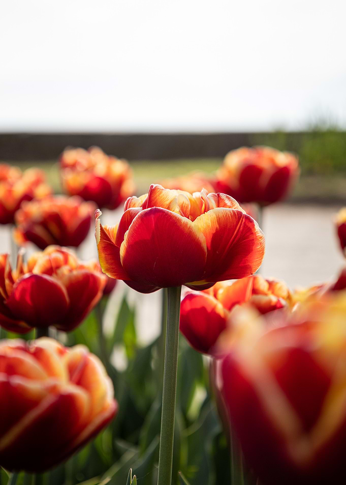 Petals Aflame