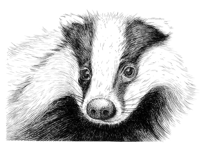 Detailed Badger Portrait