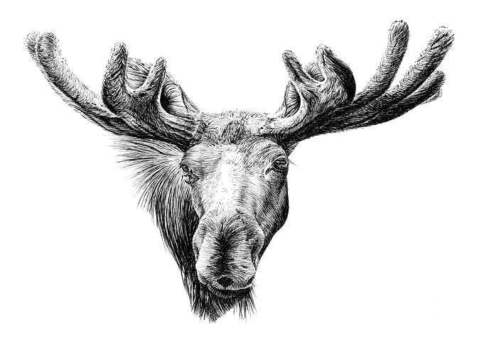 Moose Head Black and White Drawing