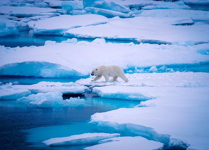 Polar Bear, Canadian artic