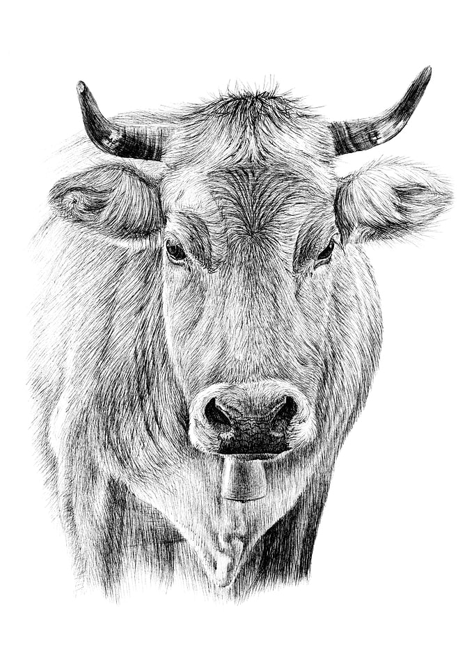 Detailed Cow Portrait