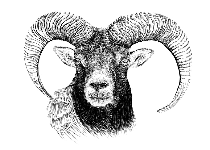 Detailed Mouflon Head Illustration