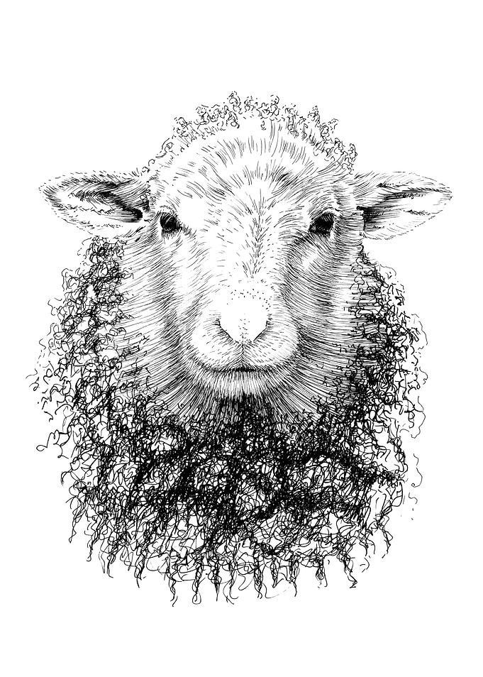 Detailed Sheep Portrait in Black and White