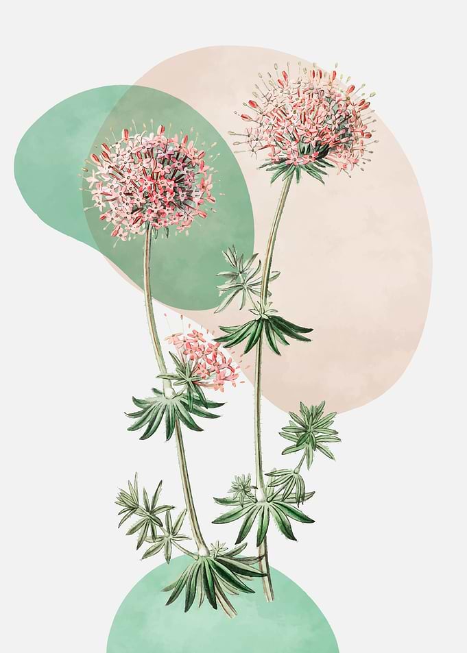 Floral Illustration with Abstract Shapes