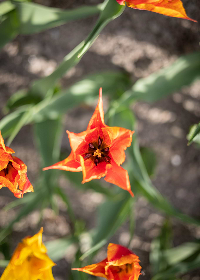 Center of Flame